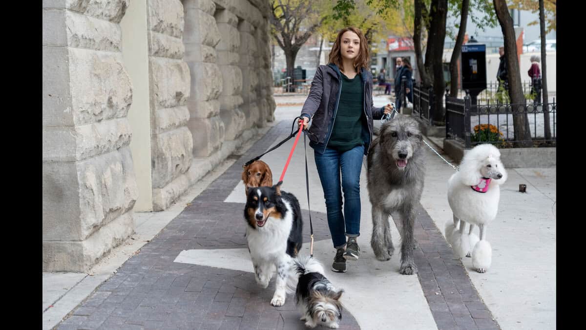 Was gibt es zu sehen #17? Film A Dog's Life