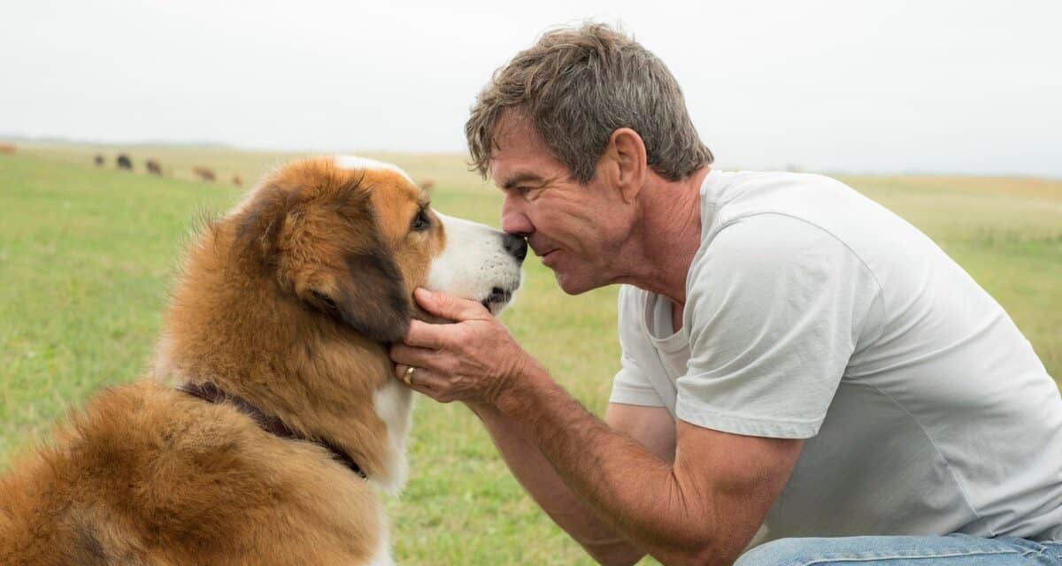 Was gibt es zu sehen #17? Film A Dog’s Life
