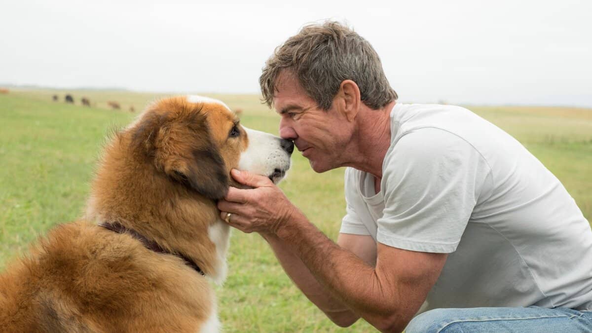 Was gibt es zu sehen #17? Film A Dog's Life