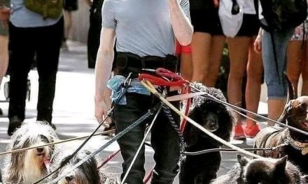 Harry Potter vs. treue Hunde: Wer gewinnt die Herzen?