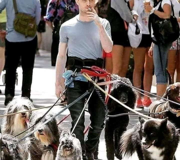Harry Potter vs. treue Hunde: Wer gewinnt die Herzen?