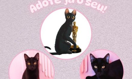 „Flow“ inspiriert zur Adoption schwarzer Katzen in Brasilien