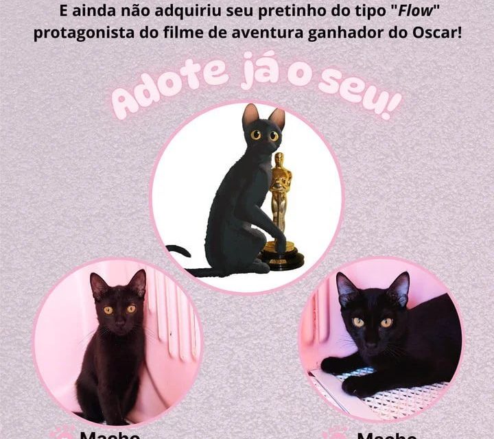 „Flow“ inspiriert zur Adoption schwarzer Katzen in Brasilien