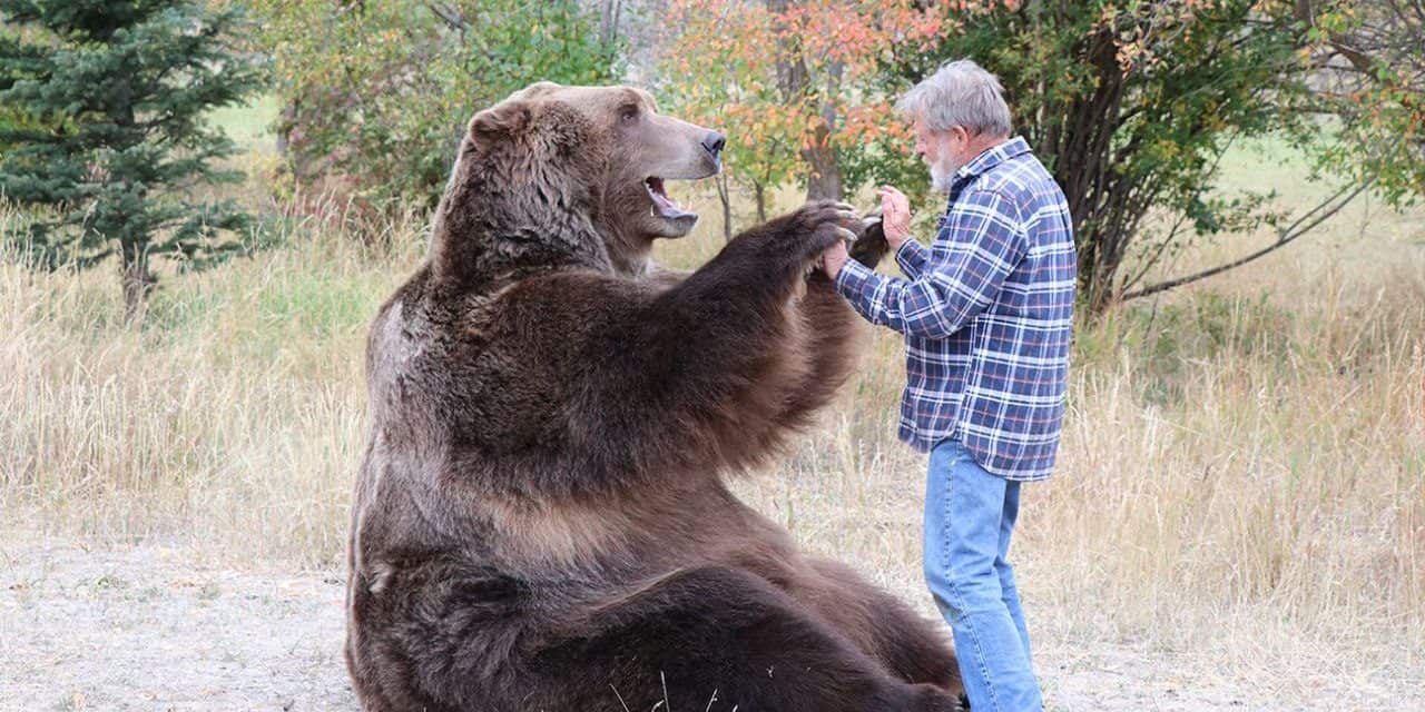 Das Erbe von Bart: Der bezaubernde Bär der Filmwelt