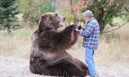 Das Erbe von Bart: Der bezaubernde Bär der Filmwelt